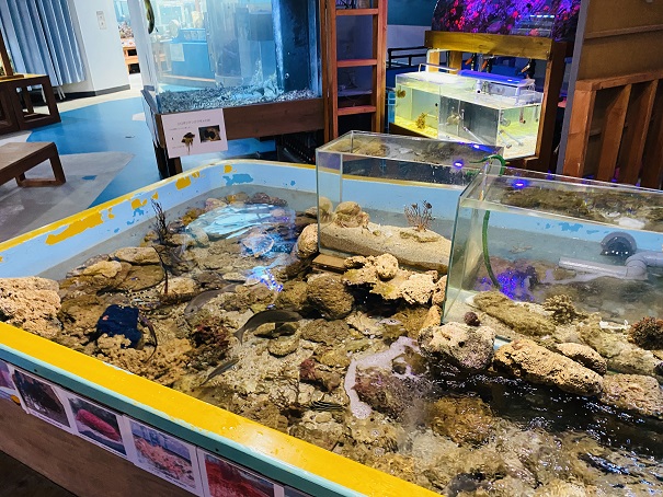 マリンジャム　島の小さな水族館　タイドプール