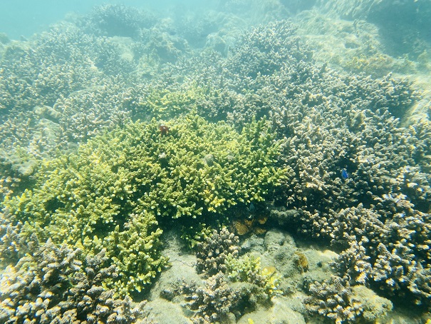 竹ヶ島海中公園　シュノーケリング　サンゴ