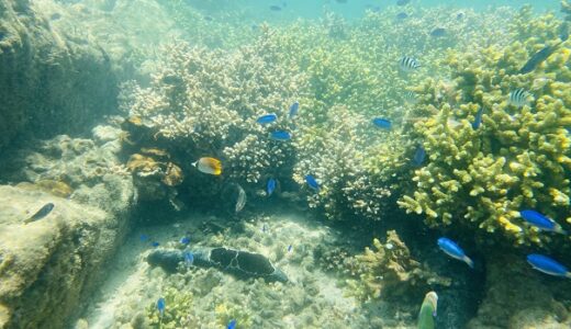 竹ヶ島海中公園のシュノーケリング 熱帯魚やサンゴを鑑賞 海陽町