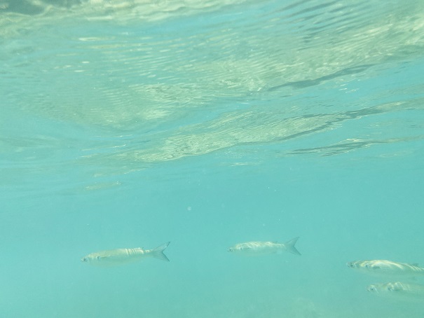 竹ヶ島海中公園　シュノーケリング　魚