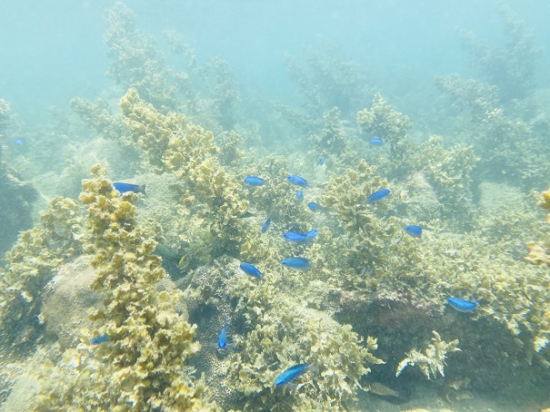 竹ヶ島海中公園　青い魚