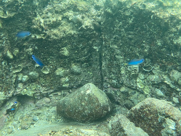 防水ケースで海の中撮影　青い魚Moogukadan