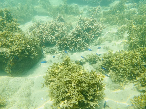 防水ケースで海の中撮影　サンゴ