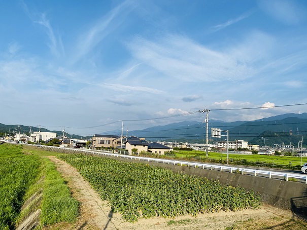 ひまわり畑西条　全体