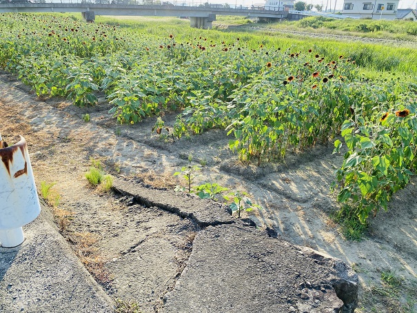 ひまわり畑へ降りる坂道