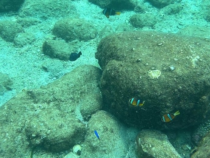四国のおすすめ海遊び 海水浴場 シュノーケリングポイント