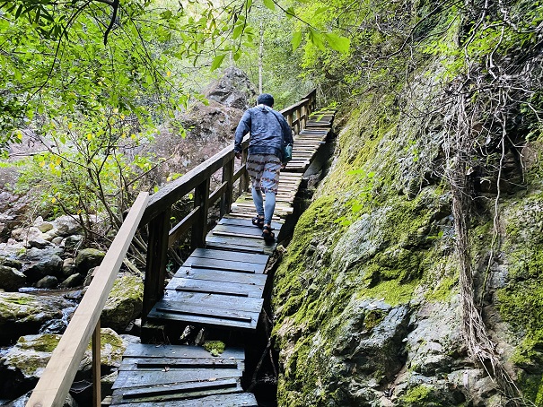 薬師谷渓谷　木の遊歩道