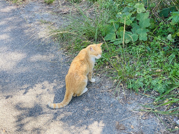 豊島　猫