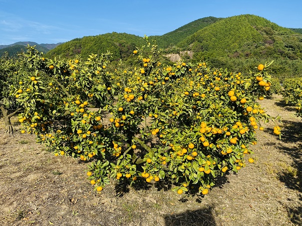 高山農園　みかんの木