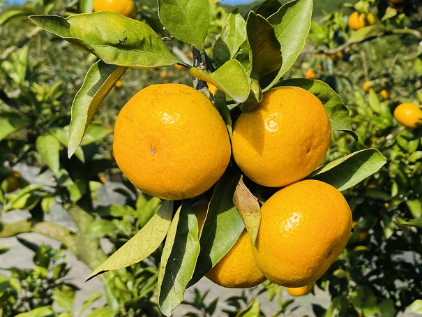 高山農園　きれいなみかん