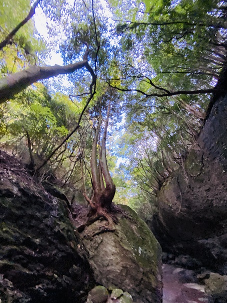 滑川渓谷　岩の上に延びる木々