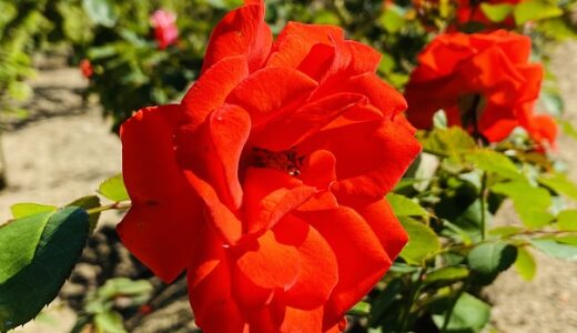 RSKバラ園 450品種15,000株の薔薇や四季折々の花 岡山市