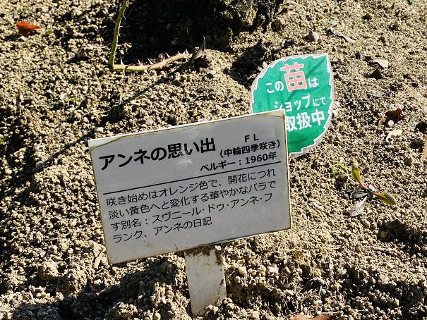 RSKバラ園　アンネの思い出説明
