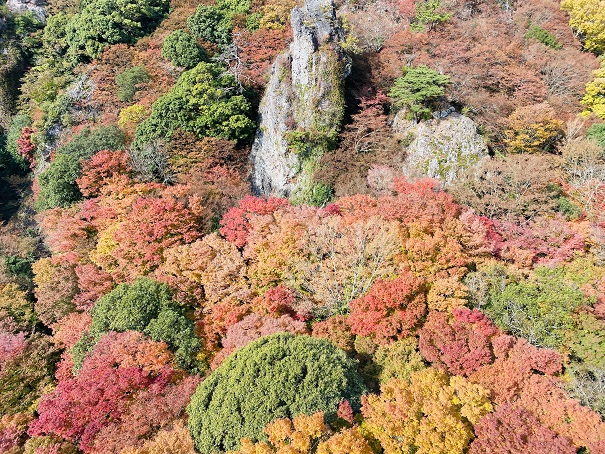 寒霞渓ロープウェイ　紅葉
