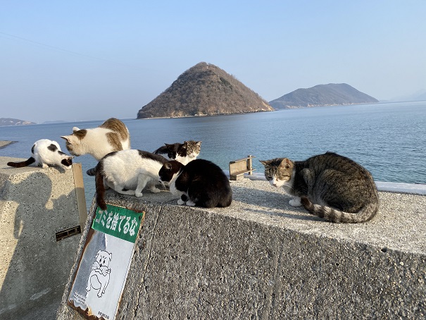 防波堤の上に猫を餌で誘導