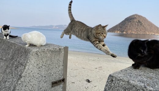猫島 楽しく遊ぶアイテム マナー  SNS映え写真の撮り方