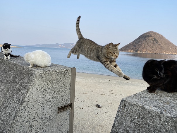 猫島 楽しく遊ぶアイテム マナー SNS映え写真の撮り方