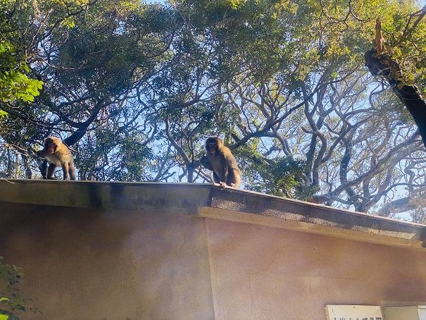 大堂お猿公園　入口屋根の猿