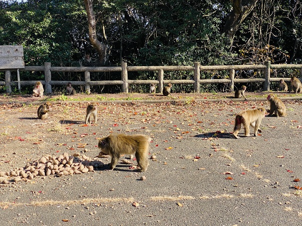 大堂お猿公園　芋を取りに来る猿