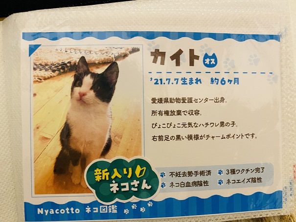 保護猫カフェNyacotto（ニャコット）カイト