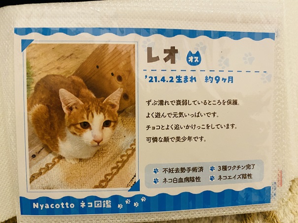 保護猫カフェNyacotto（ニャコット）レオ