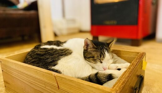 保護猫カフェNyacotto かわいいネコに癒される 松山市