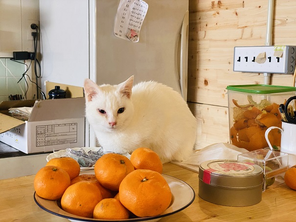 保護猫カフェNyacotto（ニャコット）キッチンの白猫