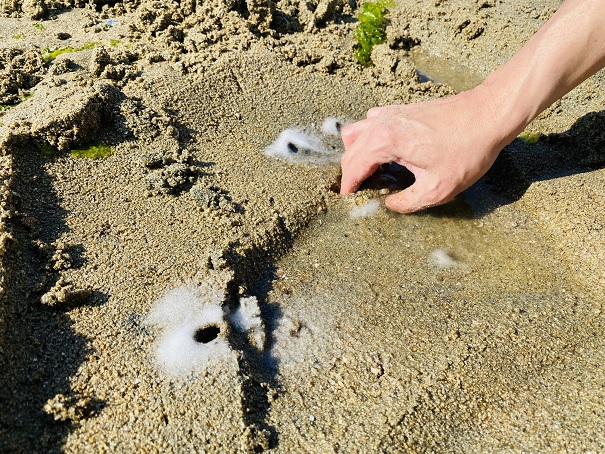 出てこないマテ貝は強引に砂ごと掴む