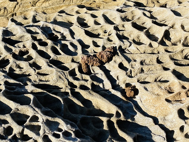 見残し海岸　生痕化石