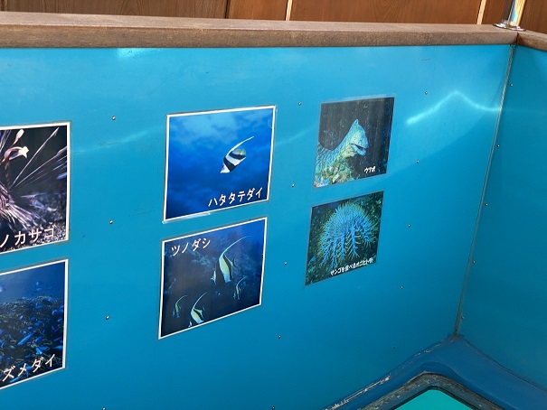 竜串観光汽船　グラスボート魚ツノダシ