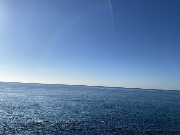 桂浜から見た海