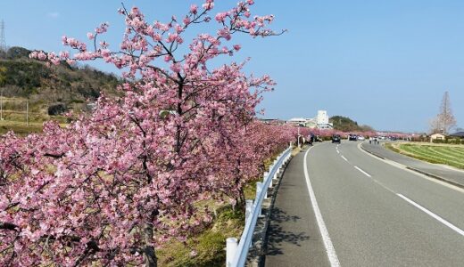 湊川河津桜ロード 約300ｍ80本の桜並木と見頃 東かがわ市