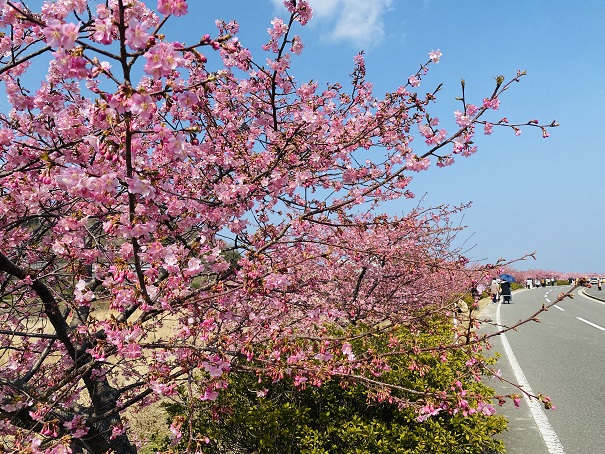湊川河津桜ロード　青い空と桜並木