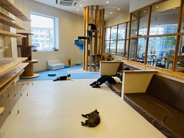 BLUE CAT CAFE(ブルーキャットカフェ)猫ルーム
