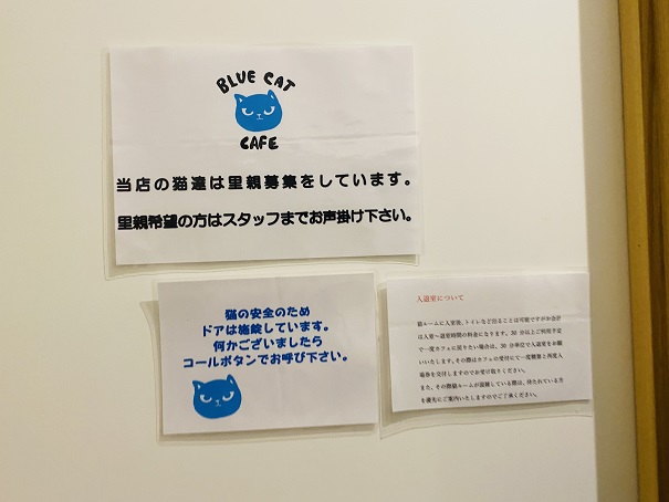 BLUE CAT CAFE(ブルーキャットカフェ)猫ルーム入場について