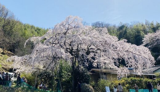堀池のしだれ桜 見事で美しいしだれ桜と水仙ロード 綾川町