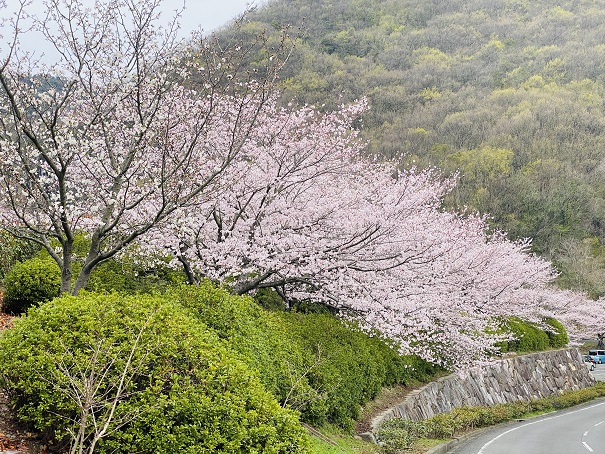 不動の滝カントリーパーク　入口の桜