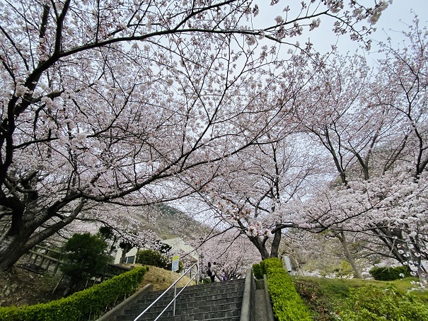 不動の滝カントリーパーク　階段の桜