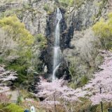 不動の滝カントリーパーク　桜