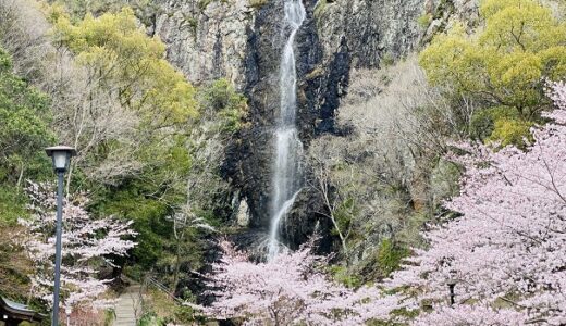 不動の滝カントリーパーク 鯉のぼりが泳ぐ桜の名所 三豊市