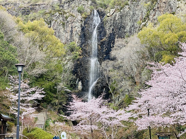 不動の滝カントリーパーク　桜