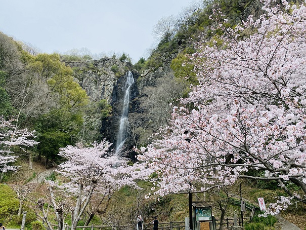 不動の滝カントリーパーク桜と滝