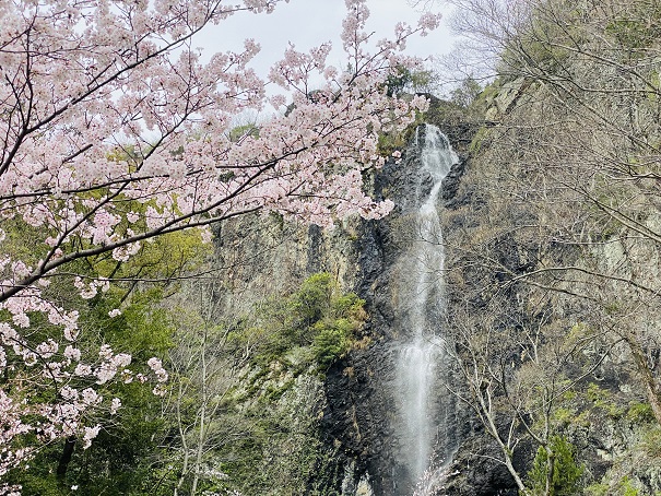 不動の滝カントリーパーク　滝と桜上