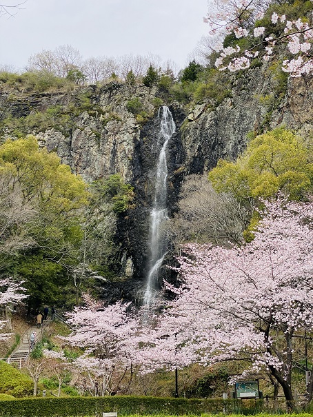 不動の滝カントリーパーク　不動の滝と桜縦