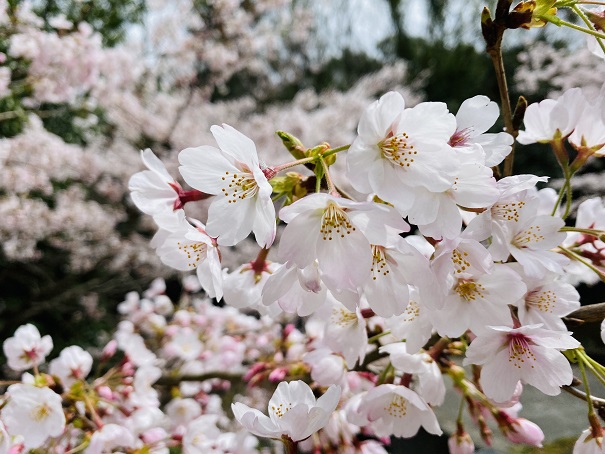 青海神社　桜