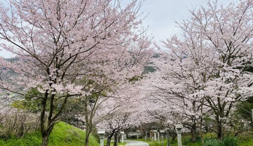 青海神社 桜のお花見穴場スポット 西行法師の道 坂出市