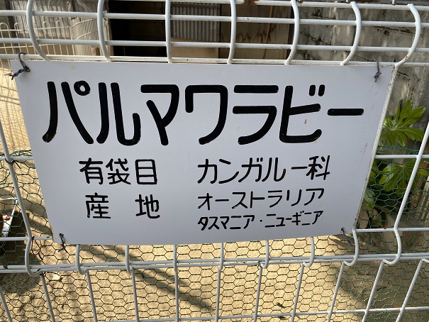 池田動物園　パルマワラビー看板