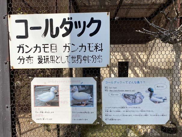 池田動物園　コールダック看板