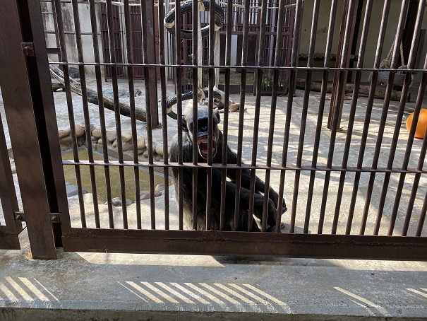 池田動物園　チンパンジー