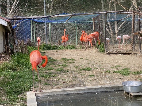 池田動物園　ベニイロフラミンゴ